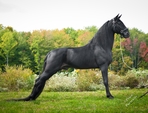 This is a black Tennesee Walking Horse standing in the famous pose. These horse are rich and flashy, so many wealthy people want them.