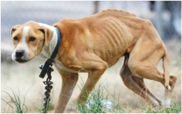 This dog is very malnourished and is probably close to death. It was left on a chain outside with no way to get it's own food or get away from any danger.