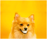 A gif of a smiling dog. It has super white 
