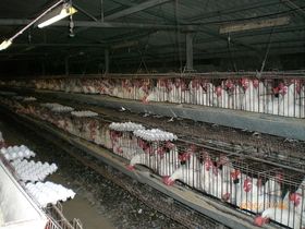 There are hundreds of chickens put into uncomfortable wired cages that provide minimal room for movement.