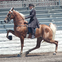 This is a Tennessee Walking Horse performing the infamous Big Lick. You can see the shoes on the horse, and the horse flicking its foot way up high. This gait is very flashy.